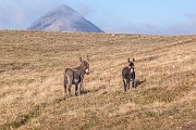 Sentiero delle Orobie Occidentali-8